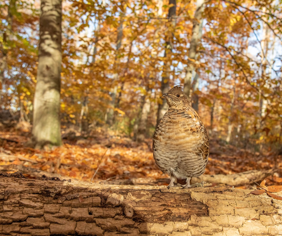 Ruffed Grouse - ML524016971