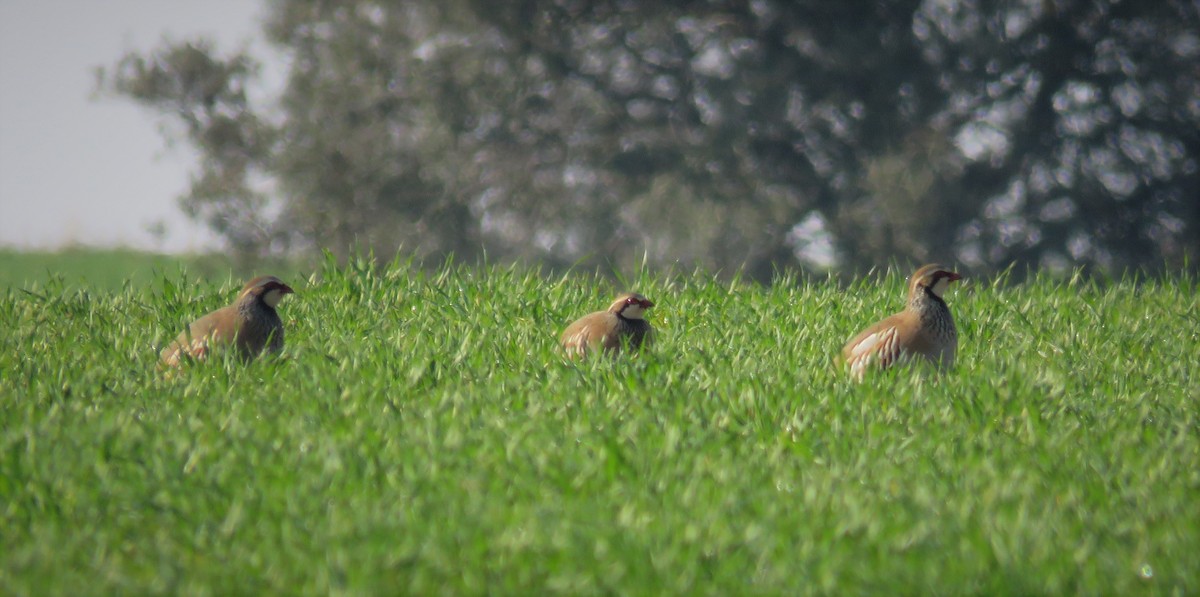 Red-legged Partridge - ML524017161