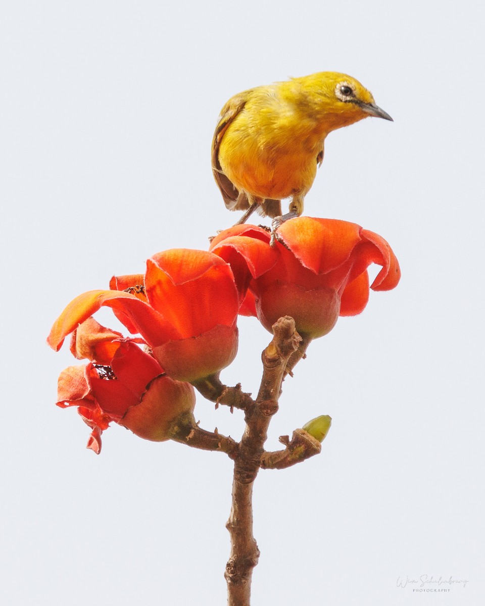 Northern Yellow White-eye - Wim Schalenbourg