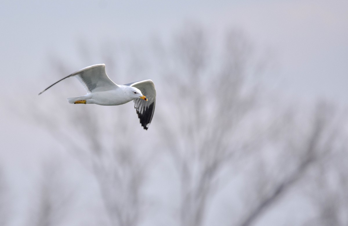 Armenian Gull - ML524018761
