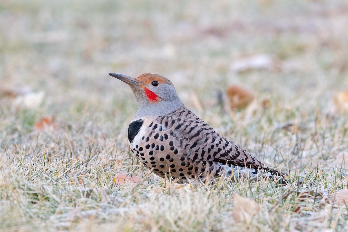 Northern Flicker - ML524019611