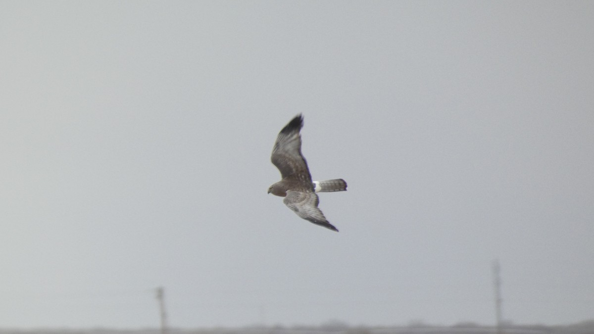 Northern Harrier - ML524020881