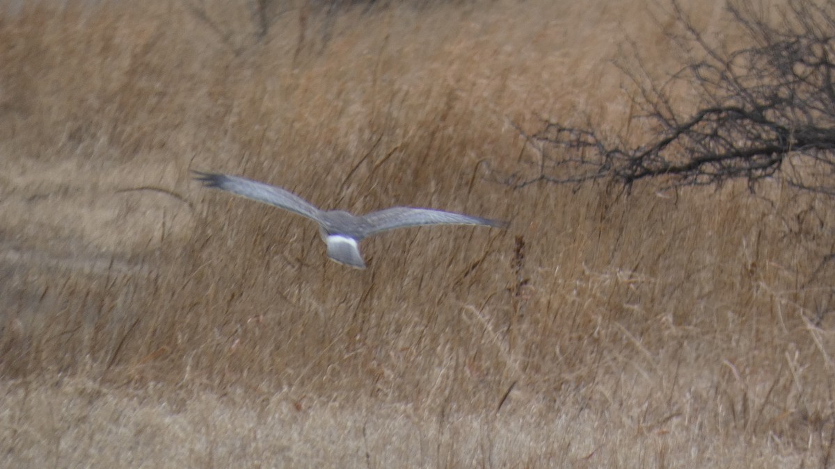 Northern Harrier - ML524020891