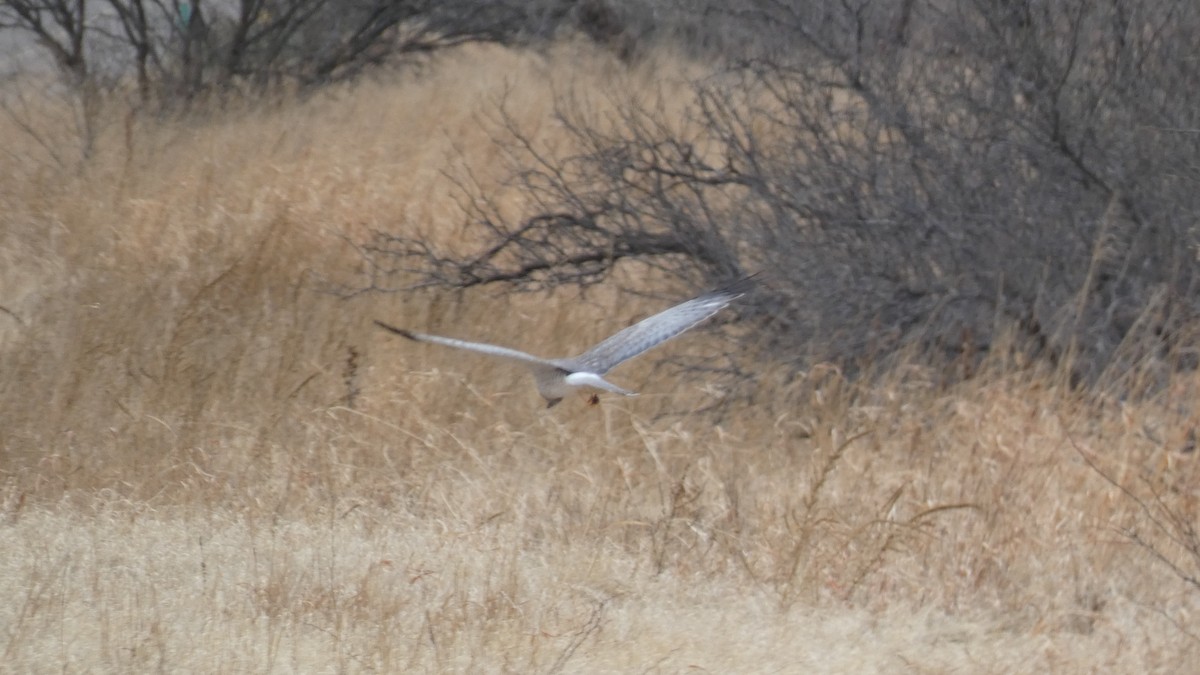 Northern Harrier - ML524020901