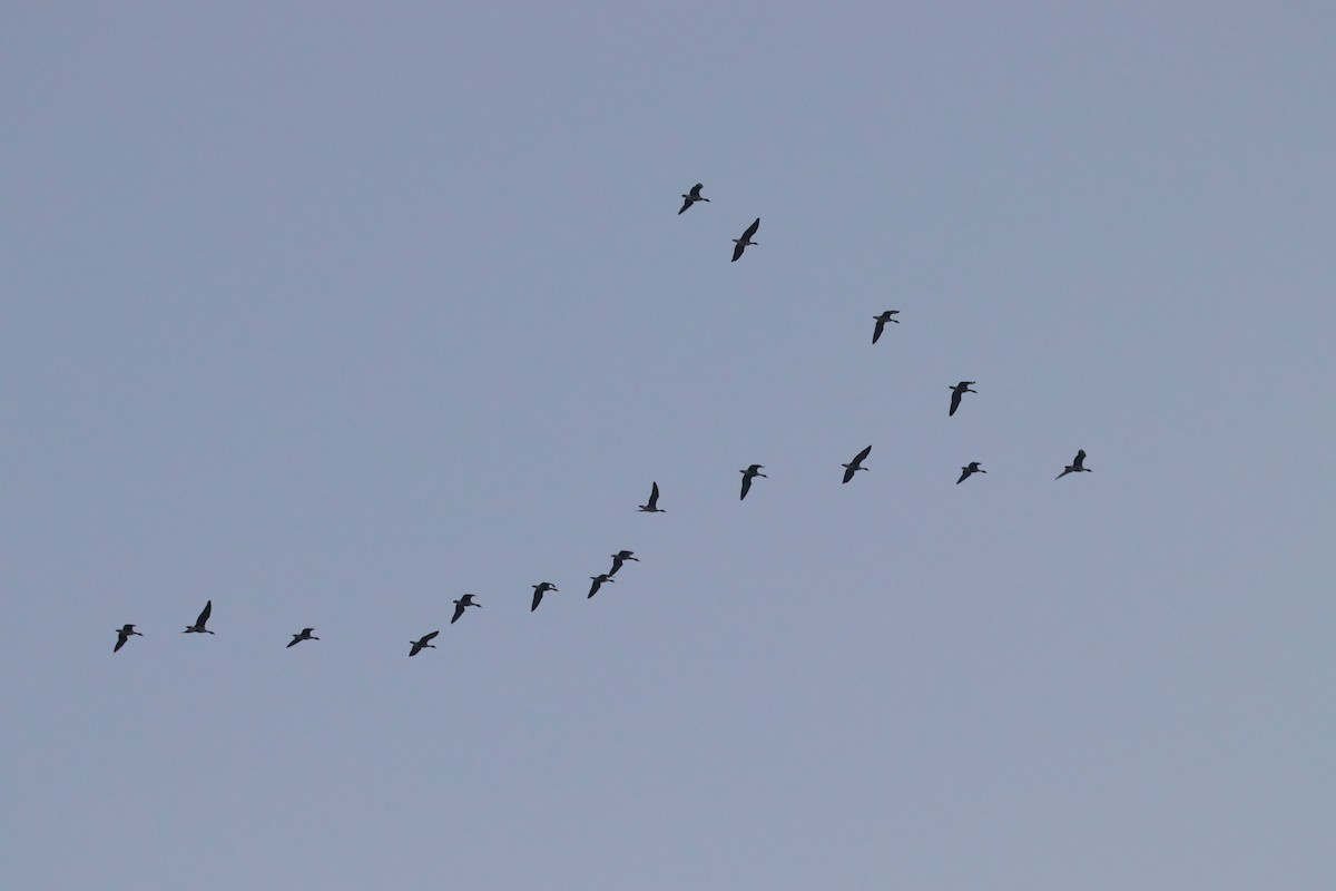 Greater White-fronted Goose - ML524021551