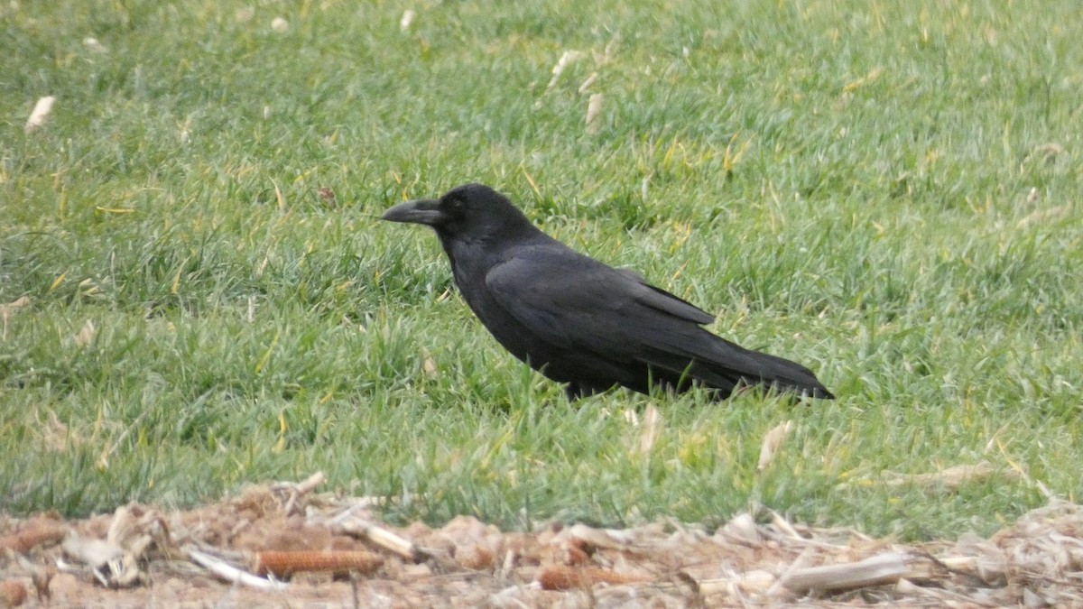 Chihuahuan Raven - ML524022011