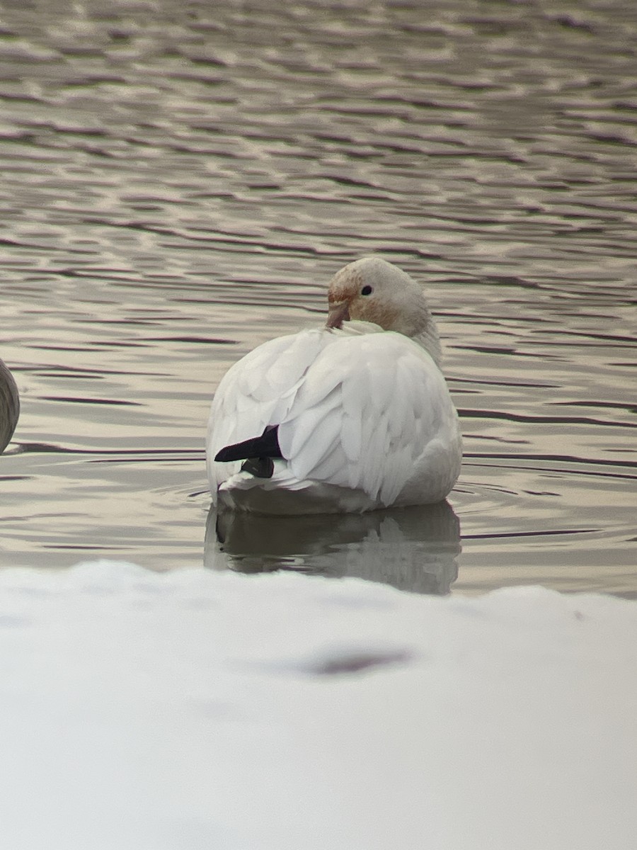 Snow Goose - ML524022881