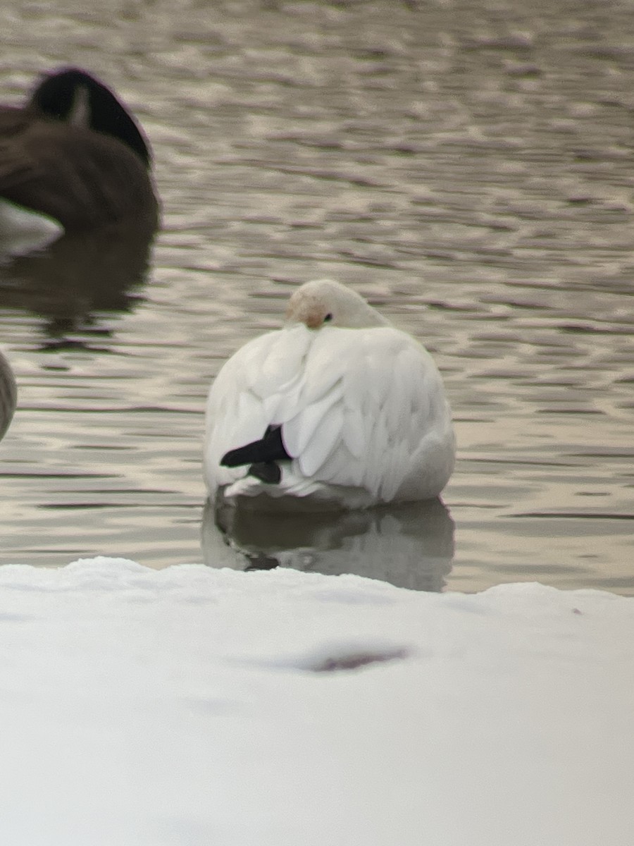 Snow Goose - ML524022891