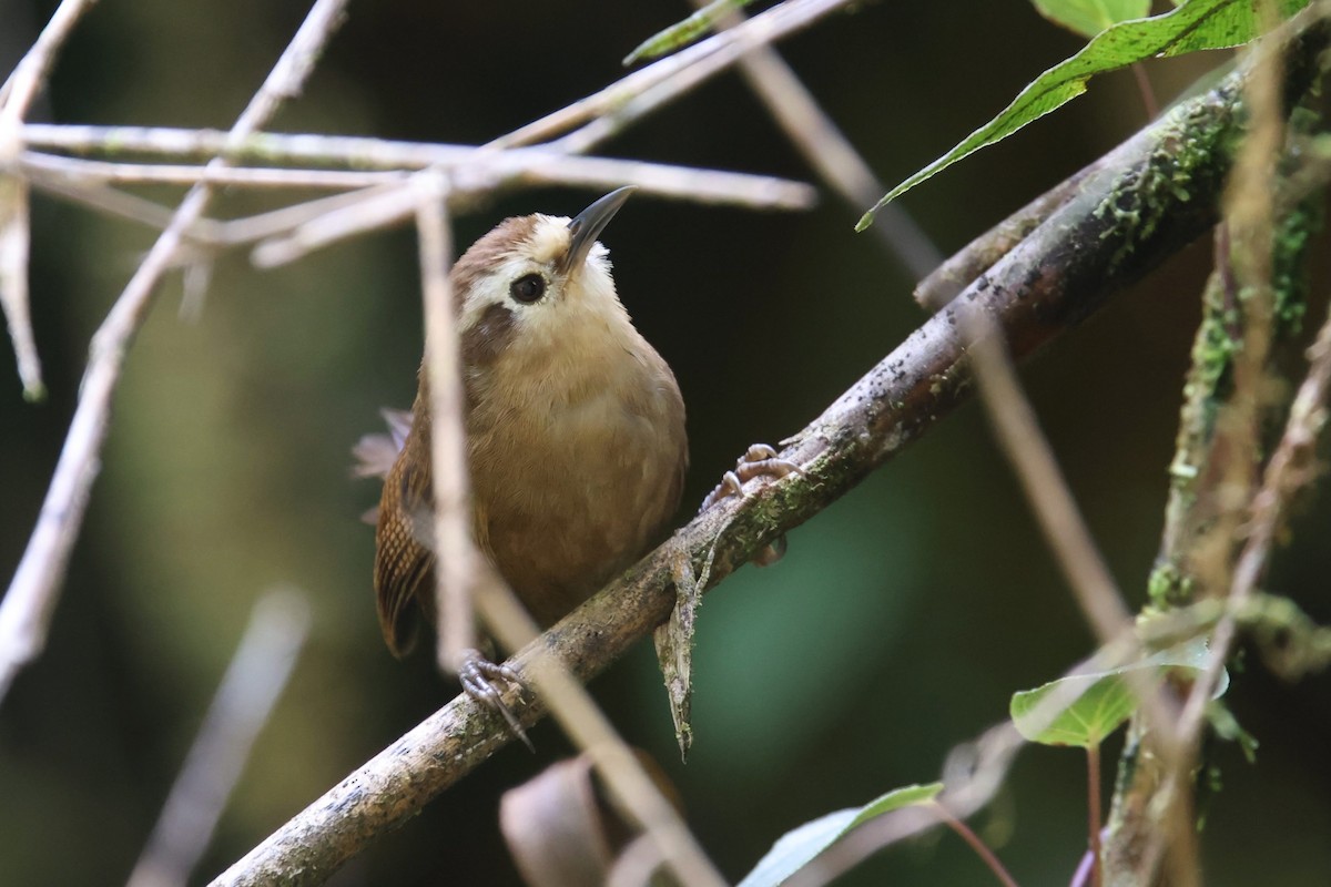 Fulvous Wren - ML524023631