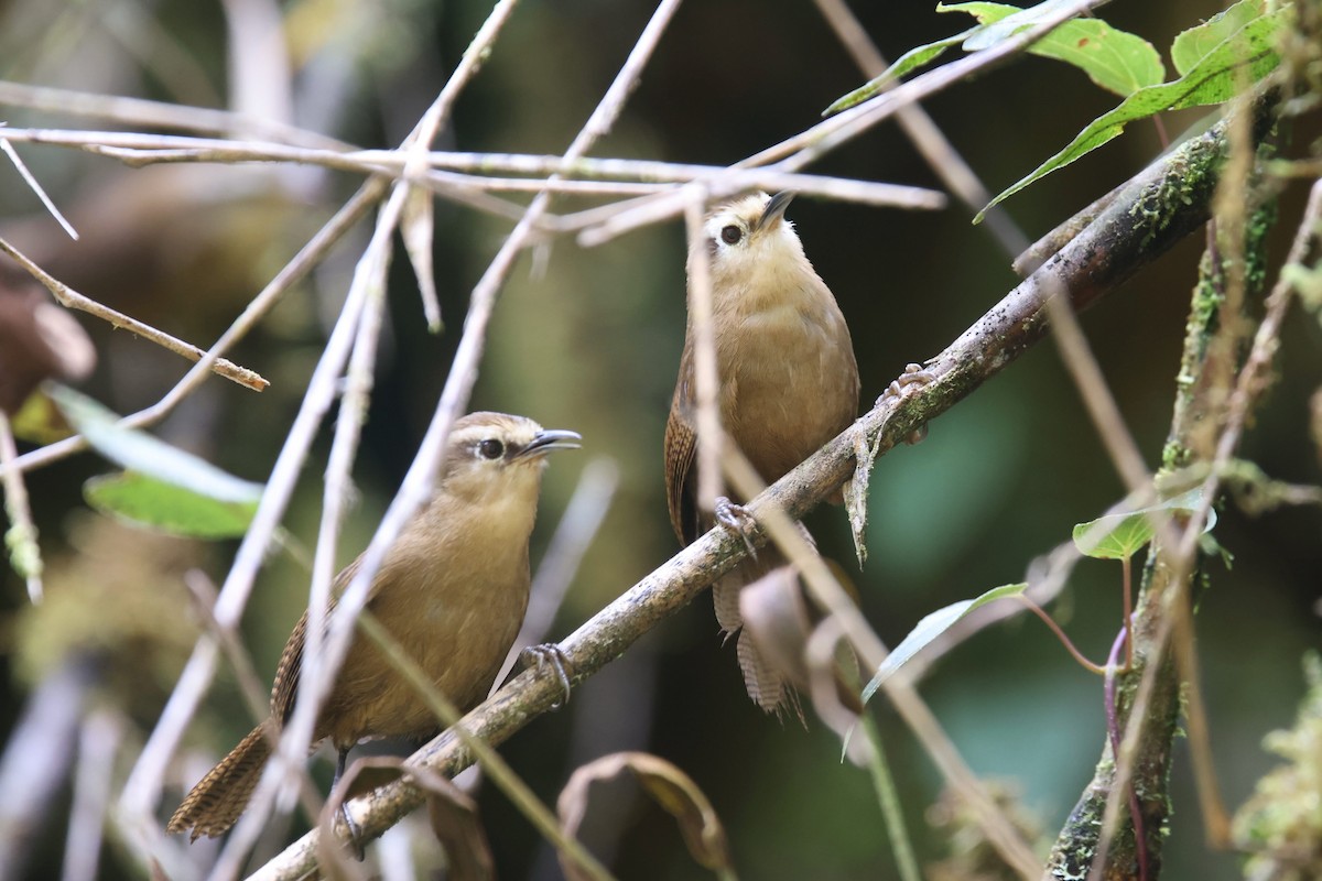 Fulvous Wren - ML524023661