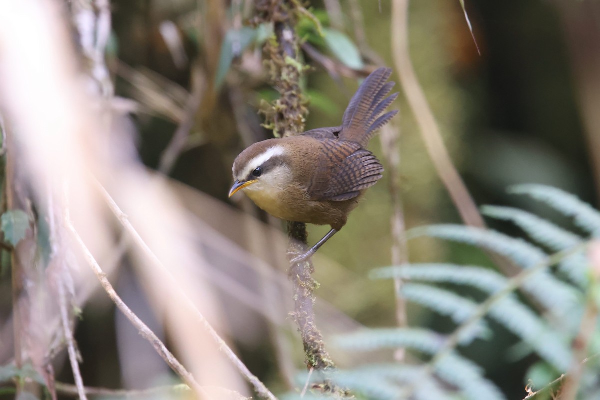 Fulvous Wren - ML524023701