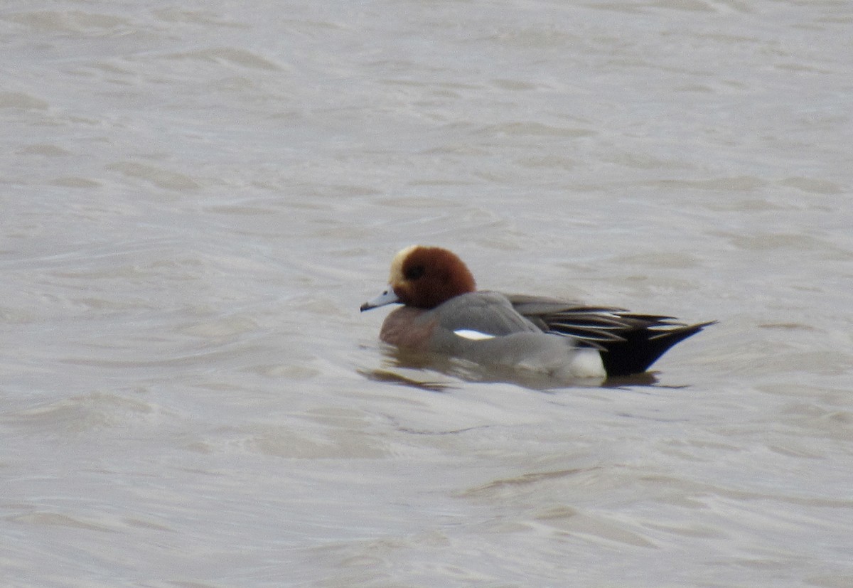 Eurasian Wigeon - ML524024001