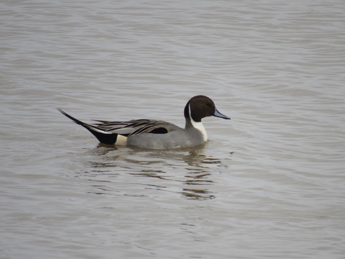 Northern Pintail - ML524024591