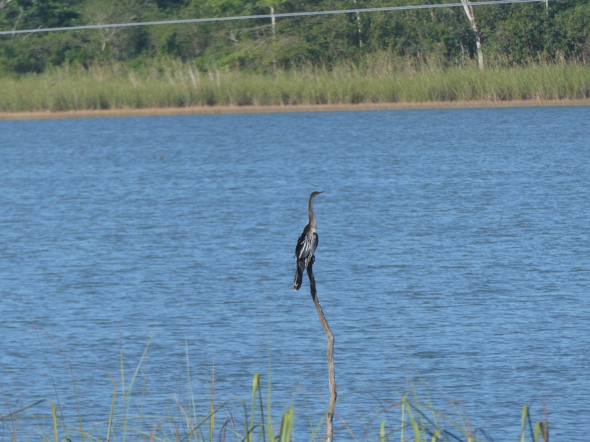 anhinga americká - ML524025451