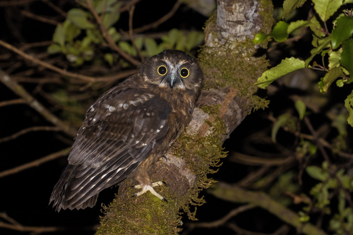 Morepork - ML524026551