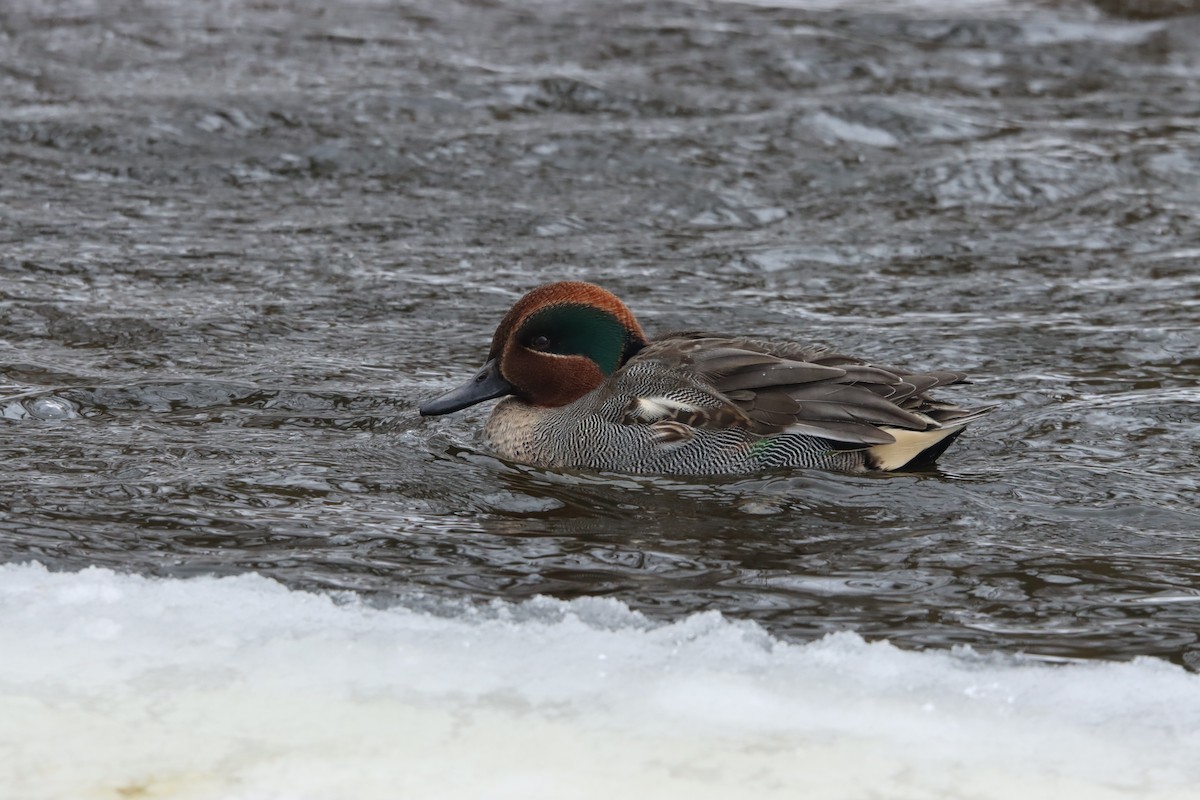 Green-winged Teal (Eurasian) - ML524027631