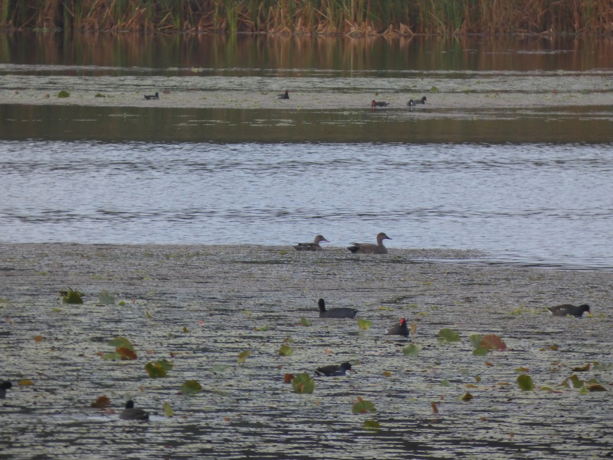 Gadwall (Common) - ML524027761