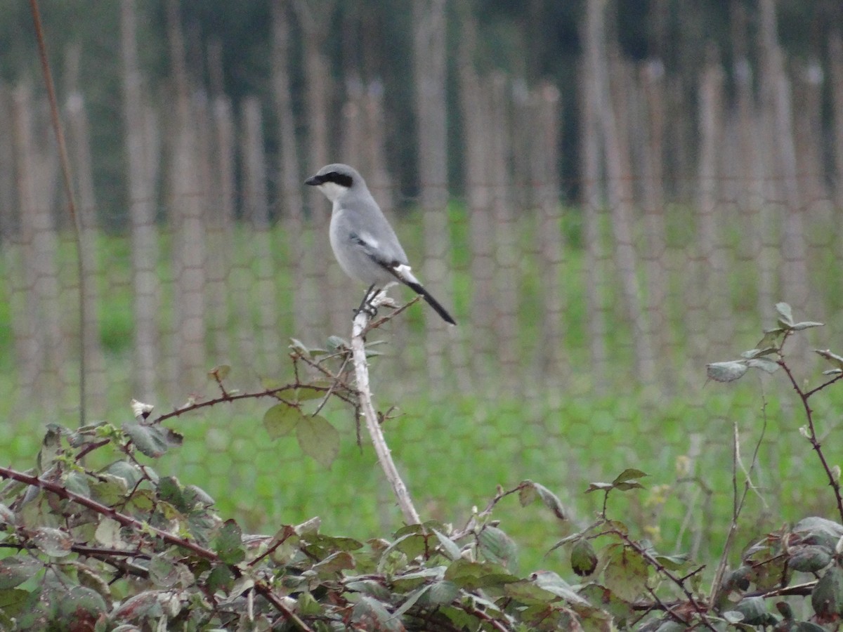 Loggerhead Shrike - Aaron Beerman