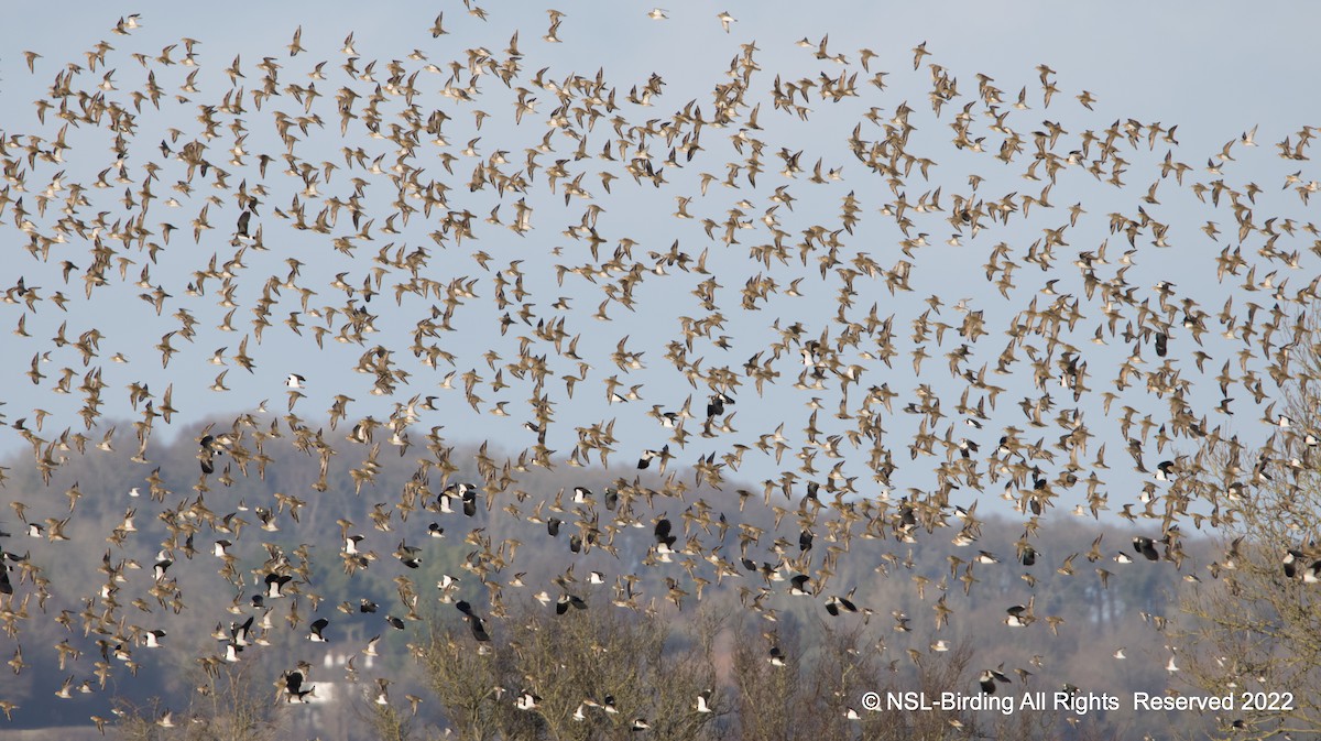 European Golden-Plover - ML524030191