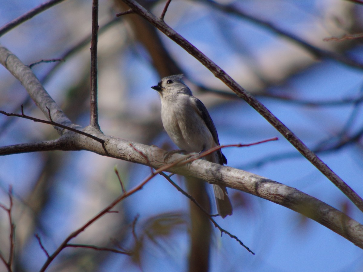 Tufted Titmouse - ML524031401