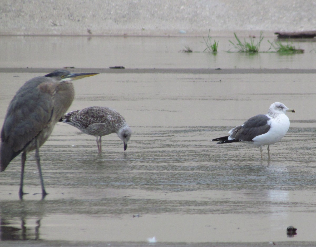 Lesser Black-backed Gull - ML524031551