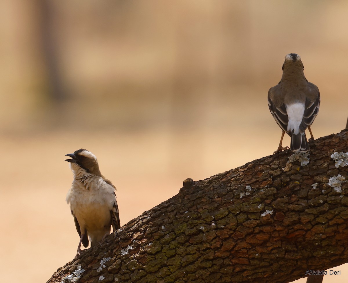 White-browed Sparrow-Weaver (White-breasted) - ML524032071