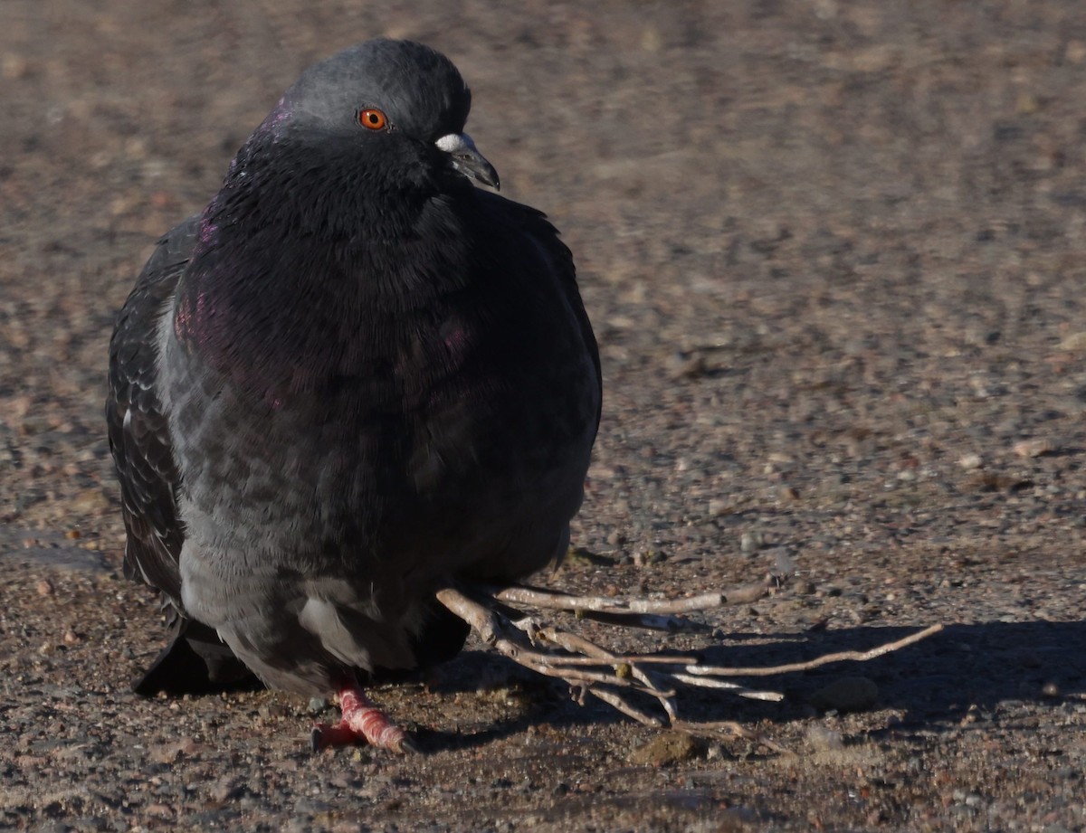 Rock Pigeon (Feral Pigeon) - ML524032091