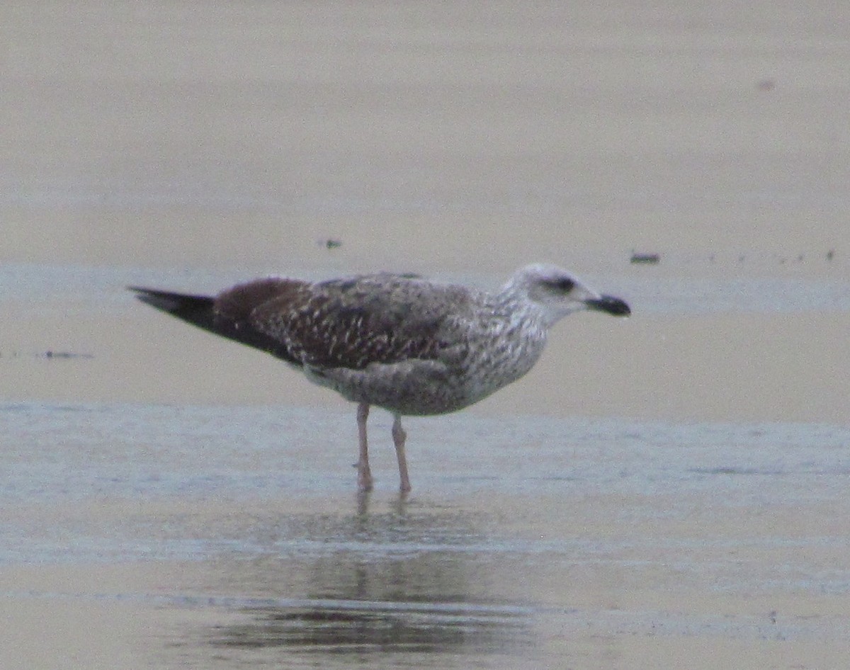 Lesser Black-backed Gull - ML524032291