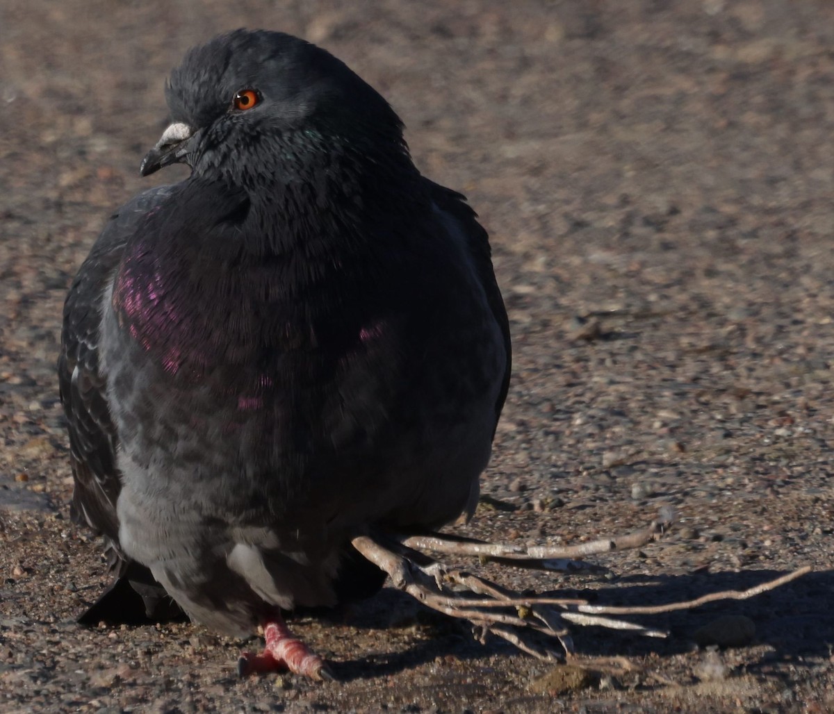 Rock Pigeon (Feral Pigeon) - ML524032651