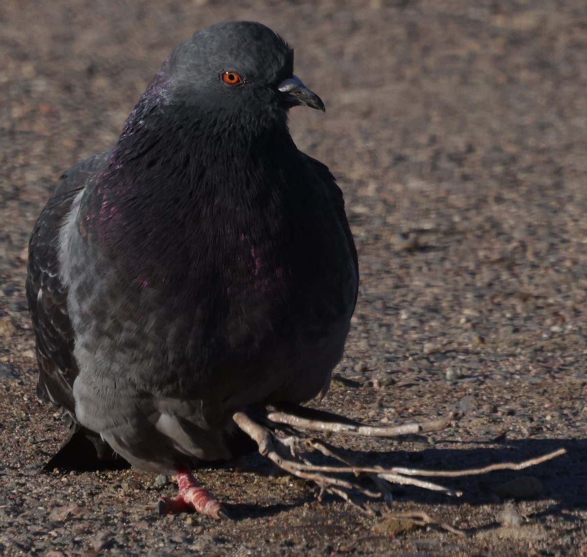 Rock Pigeon (Feral Pigeon) - ML524034061