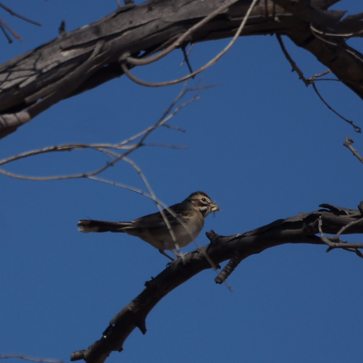 Lark Sparrow - ML524034581