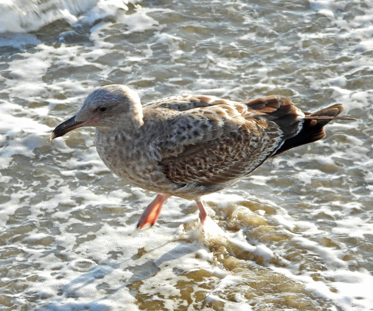 Western Gull - ML524035361