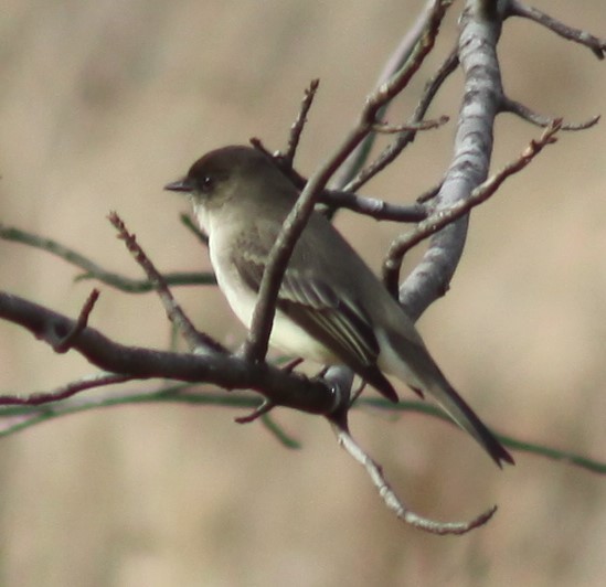 Eastern Phoebe - ML524035651