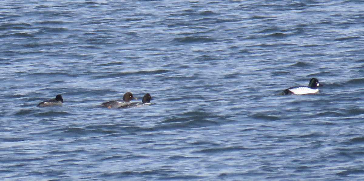 Common Goldeneye - ML524035801