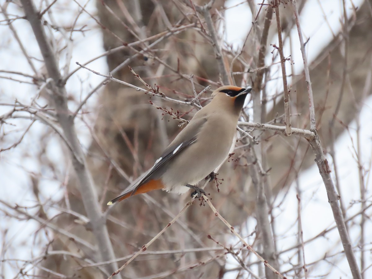 Bohemian Waxwing - ML524036731