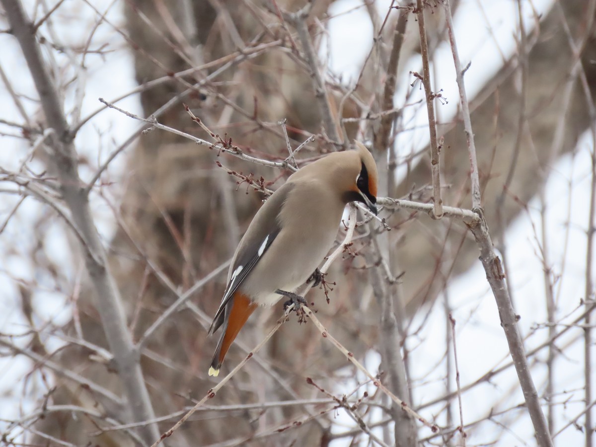 Bohemian Waxwing - ML524036741