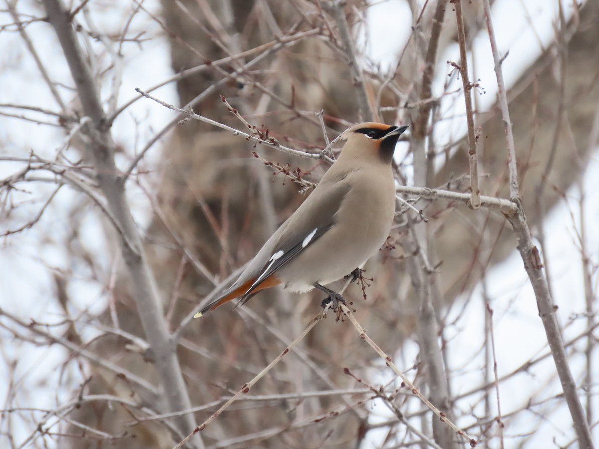 Bohemian Waxwing - ML524036751