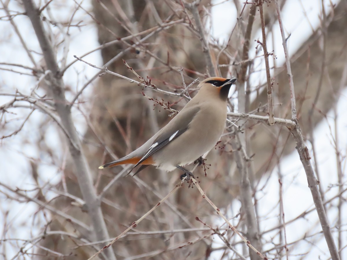 Bohemian Waxwing - ML524036761