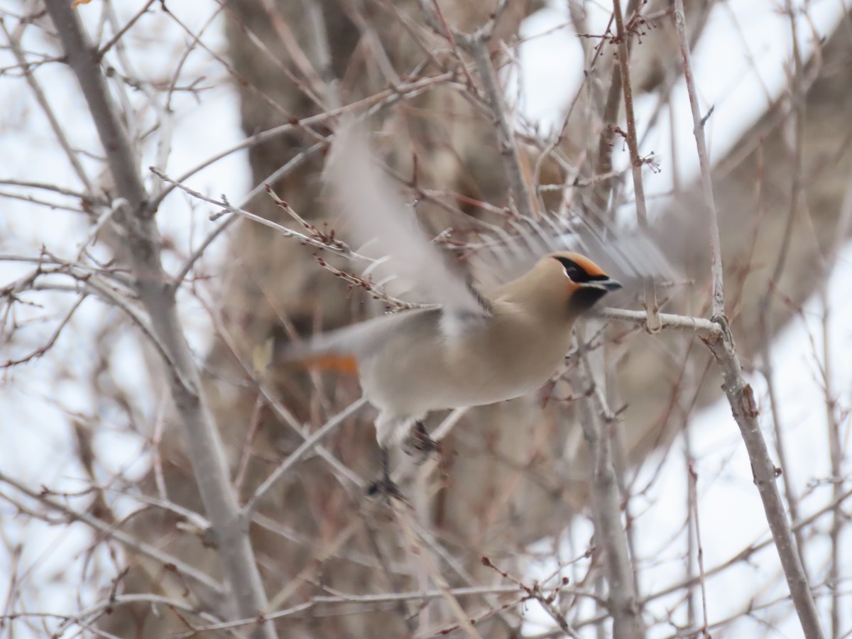 Bohemian Waxwing - ML524036771