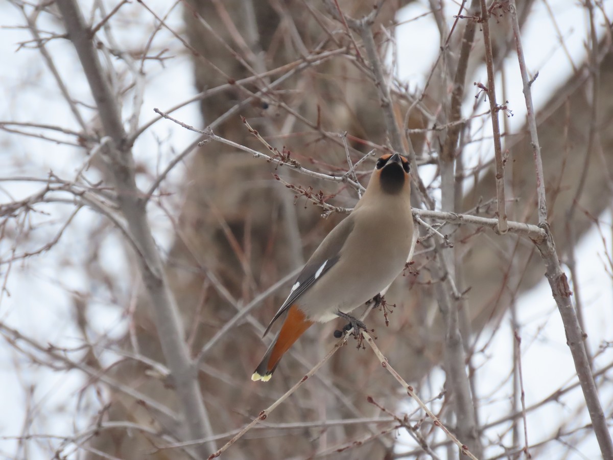 Bohemian Waxwing - ML524036781