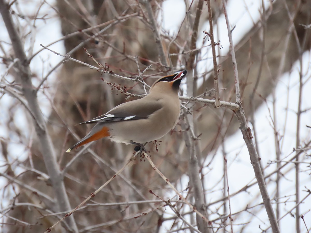 Bohemian Waxwing - ML524036791