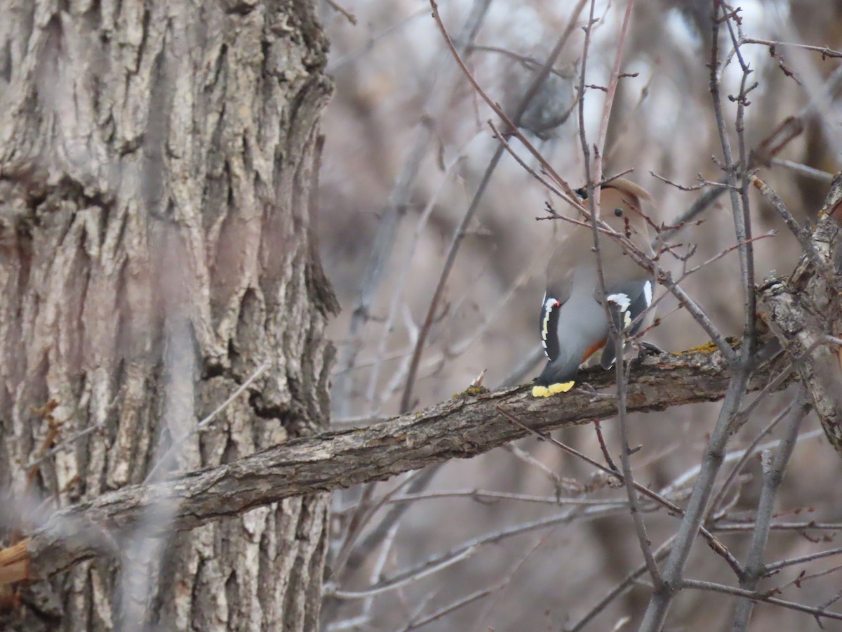 Bohemian Waxwing - ML524036801