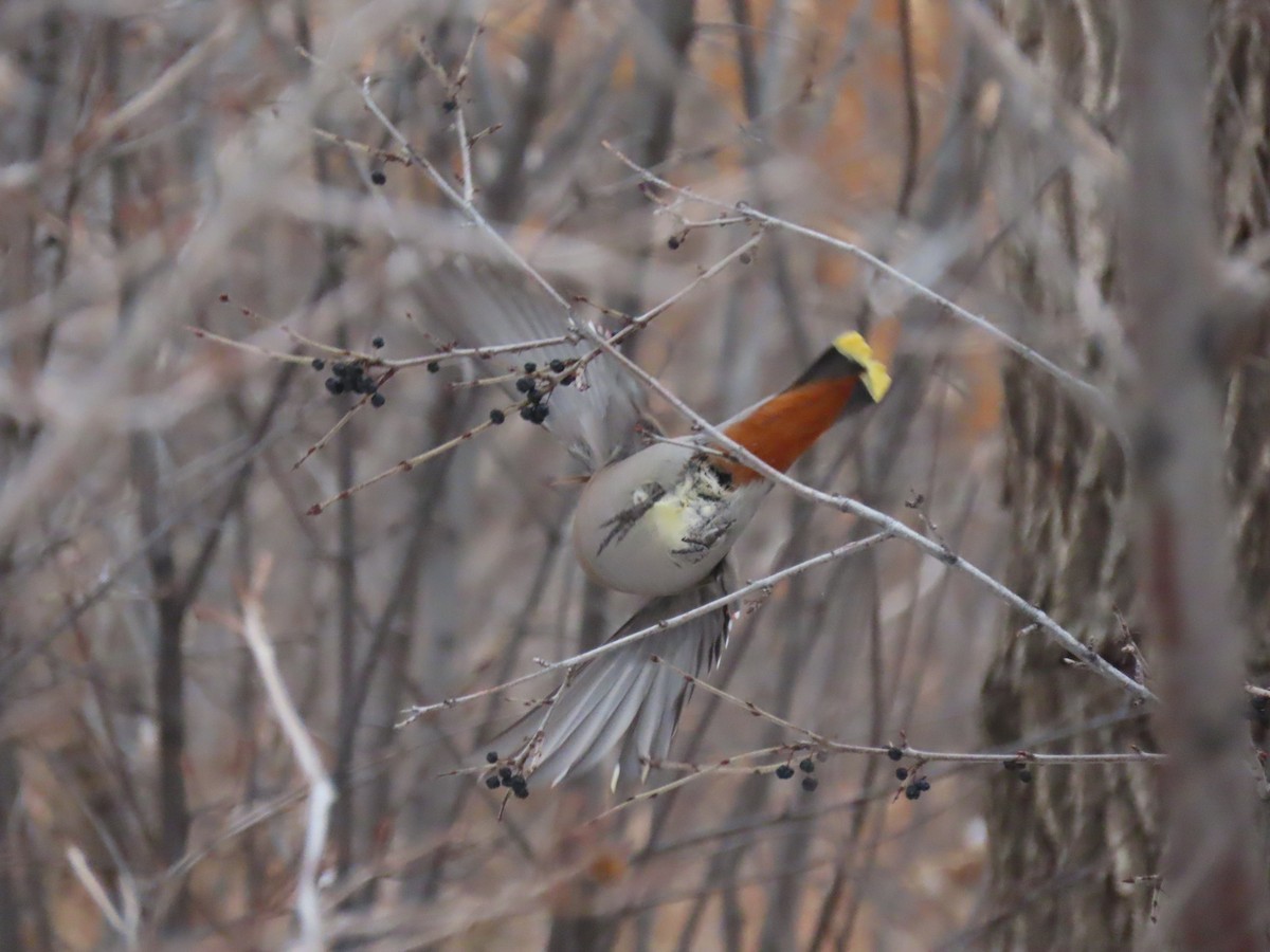 Bohemian Waxwing - ML524036811