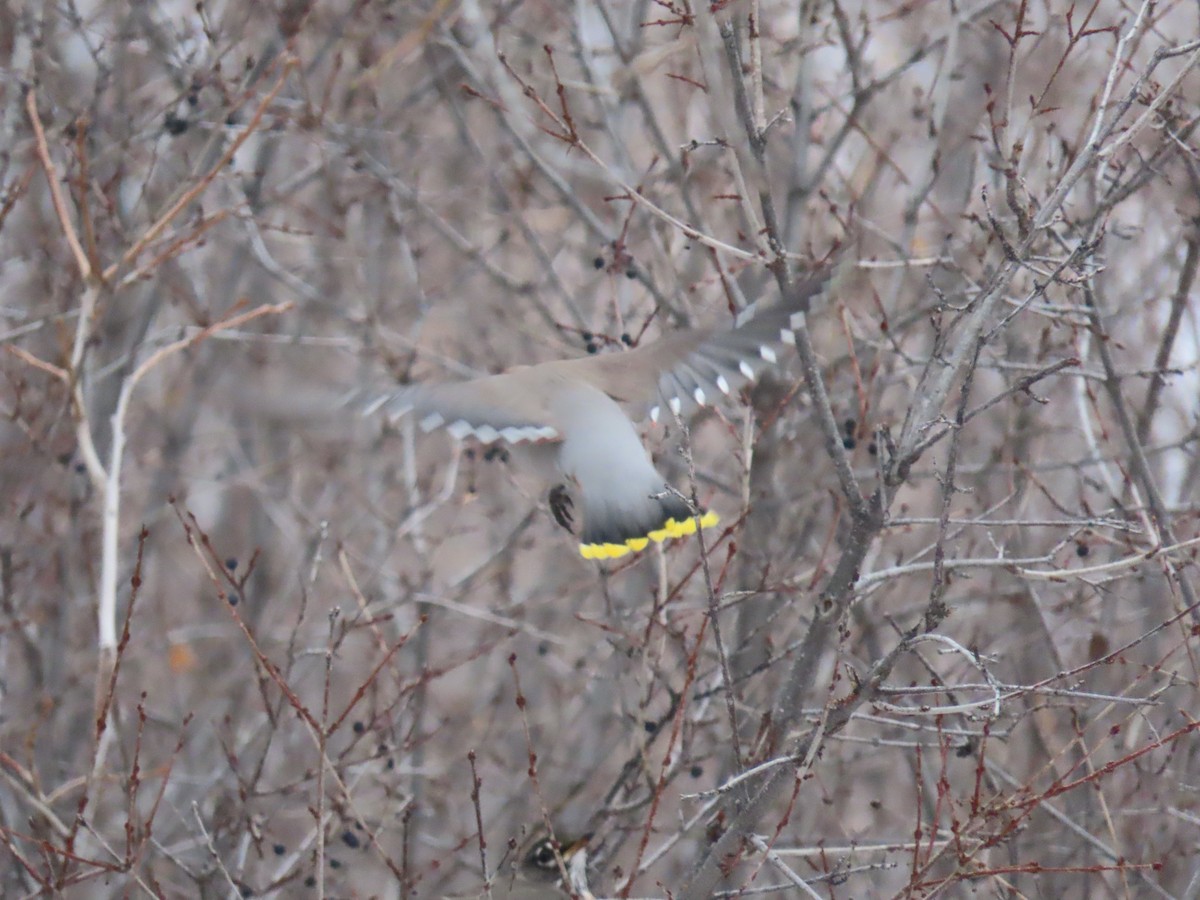 Bohemian Waxwing - ML524036821