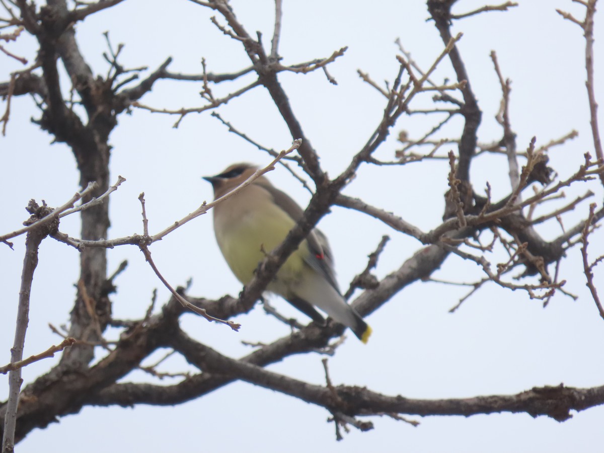 Cedar Waxwing - ML524036911