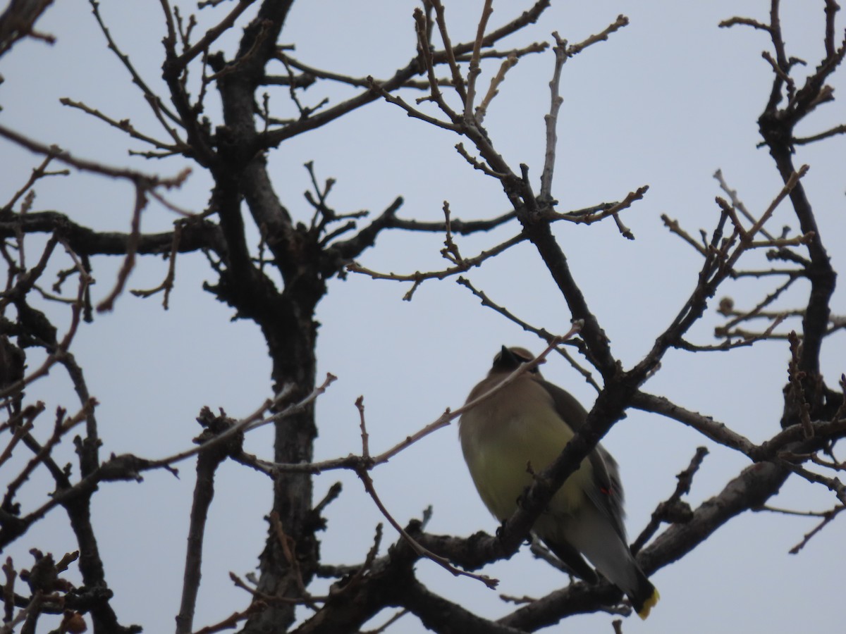 Cedar Waxwing - ML524036921