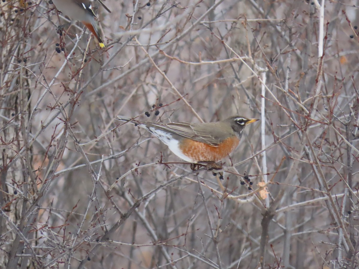 American Robin - ML524037061