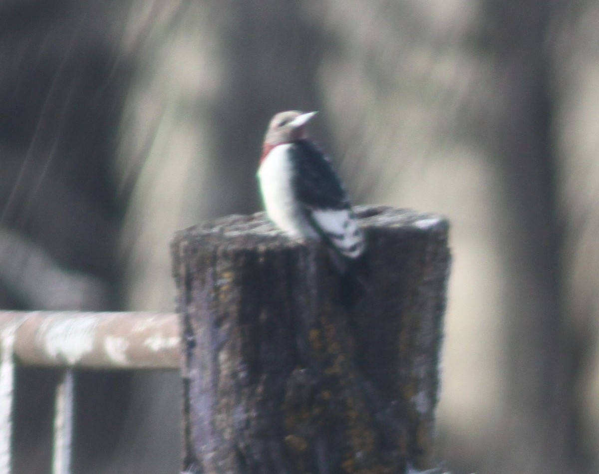 Red-headed Woodpecker - Jarred B