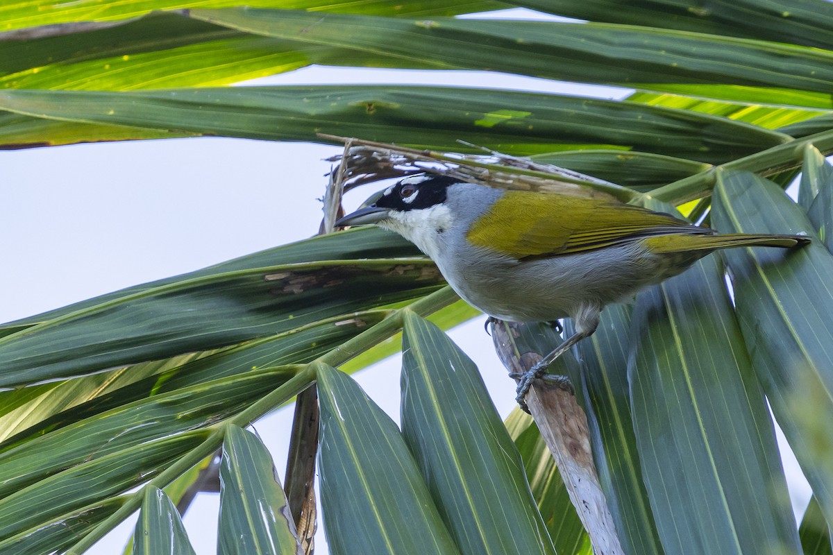 Black-crowned Palm-Tanager - ML524037631