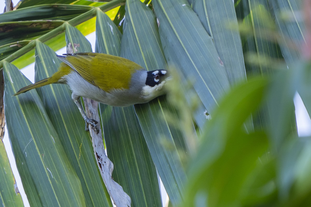 Black-crowned Palm-Tanager - ML524037651